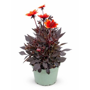 Narancssárga GROW by OBI Dália Happy Days cserépben, magassága 35 cm.