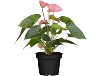 Flamingóvirág rózsaszín cserépátmérő: kb. 17 cm Flamingóvirág rózsaszín cserépátmérő: kb. 17 cm