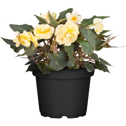 Begónia "I'Conia" mag. kb. 20 - 30 cm cserépátmérő kb. 13 cm Begonia Hybride