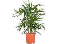 Botpálma magassága kb. 40-60 cm cserépátmérő: kb. 24 l Rhapis excelsa Botpálma magassága kb. 40-60 cm cserépátmérő: kb. 24 l Rhapis excelsa