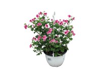 Muskátli Pelargonium ampolnás 22 cm Muskátli Pelargonium ampolnás 22 cm