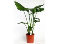 Papagájvirág magasság kb. 90-100 cm cserépátmérő kb. 19 cm Strelitzia nicolai
