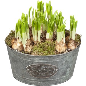 Hagymástál nárciszokkal, díszhagymával vagy tulipánokkal cserépben, kb. 16 cm átmérőjű, tavaszi ültetéshez.