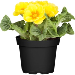Sárga valódi kankalin cserépben, egy színes tavaszi növény a GROW by OBI-tól.