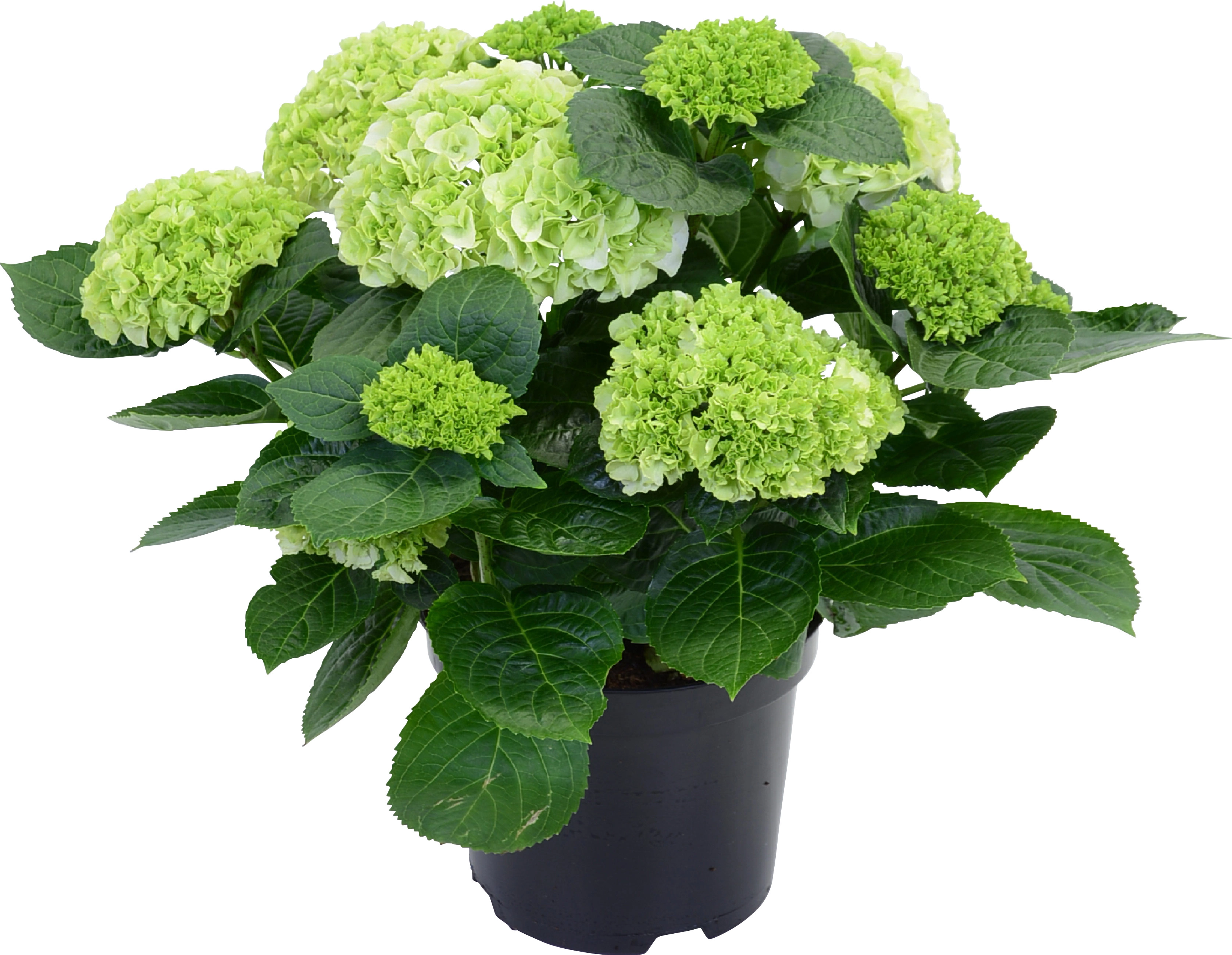 Kerti hortenzia feh r magass g kb. 45 cm cser p kb. 5 l Hydrangea