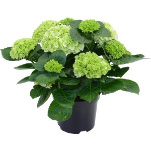 Fehér kerti hortenzia cserépben, kb. 45 cm magas. Dekoratív kerti hortenzia zöld virágokkal.