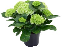 Kerti hortenzia fehér magasság kb. 45 cm cserép kb. 5 l Hydrangea macrophylla Kerti hortenzia fehér magasság kb. 45 cm cserép kb. 5 l Hydrangea macrophylla