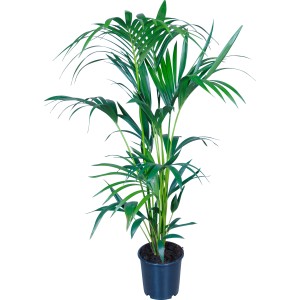Kentia pálma cserépben, kb. 21 cm Ø, szobanövény zöld, elegáns levelekkel.