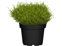 GROW by OBI csillagmoha kb. 10 cm - 20 cm Sagina subulata