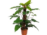 Filodendron Red Emerald 80 cm magas 19 cm cserépátmérőjű