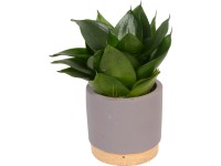 Pozsgás növények ibolyakék kerámiában cserépátmérő: kb. 10 cm