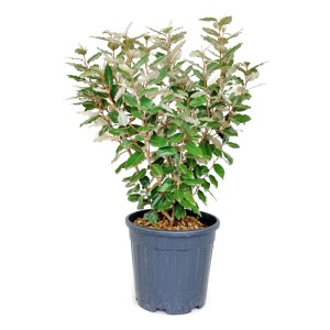 Örökzöld olajfa 'Compacta' cserépben, kb. 60 cm magas. Elaeagnus ebbingei sövénynövényként.