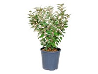 GROW by OBI széleslevelű ezüstfa magasság kb. 60 cm Elaeagnus ebbingei Compacta