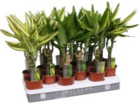 Sárkányfa (Dracaena fragrans) cserépátmérő: kb. 11 cm Sárkányfa (Dracaena fragrans) cserépátmérő: kb. 11 cm