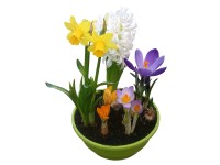 Hagymás mix 16 cm-es tálban