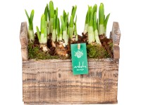 Tavaszi kompozíció sárga nárciszokkal faedényben cserépátmérő: kb. 20 cm