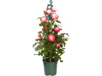 Nosztalgia rózsák cserépátmérő kb. 23 cm Nosztalgia rózsák cserépátmérő kb. 23 cm