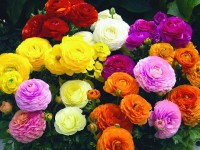 Boglárka 10,5 cm-es cserépben