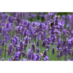 Virágzó 'Hidcote Blue' levendula cserépben, egy poszméhhel a virágon.