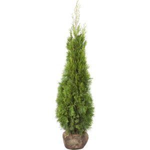 Smaragd tuja szett, kb. 100-120 cm magas, sövénynek is alkalmas.