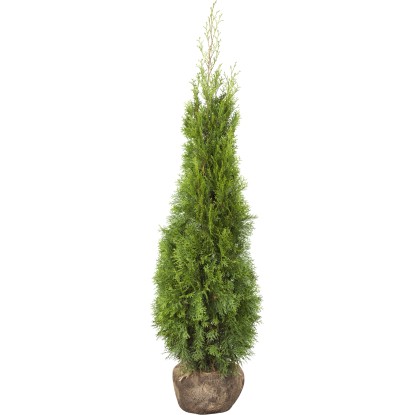"Smaragd" tuja készlet 30 darab magasság kb. 100-120 cm bálaáru Thuja