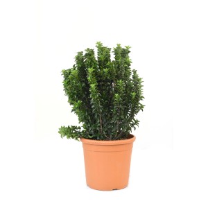 Japán kecskerágó 'Benkomasaki Erecta' 10 literes cserépben, kb. 25 cm magas.