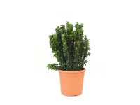 GROW by OBI GROW by OBI