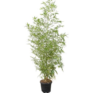 GROW by OBI Arany bambusz cserépben, kb. 26 cm Ø, örökzöld térelválasztó.