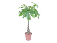 Zöldnövény különböző fajták cserépátmérő: kb. 27 cm Zöldnövény különböző fajták cserépátmérő: kb. 27 cm