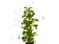 GROW by OBI szárnyas feketeszem magassága kb. 40 cm Thunbergia alata