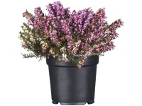 Twins télen virágzó hanga cserépátmérő kb. 12 cm Erica darleyensis