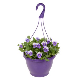 Lógó Endurio szarvacskás árvácska lila cserépben, Ø 23cm. Virágzó balkon növény teraszra és kertbe.