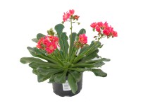 Változékony dohánygyökér rózsaszín cserépátmérő: kb. 13 cm Lewisia Cotyledon