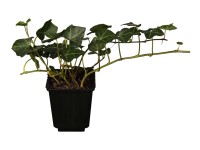 Borostyán (Hedera helix) Borostyán (Hedera helix)