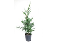 GROW by OBI Leyland-ciprus magasság kb. 80 cm Cupressocyparis leylandii