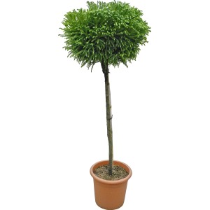 Globosa Nana japánciprus törzses fa cserépben, kb. 115 cm magas.