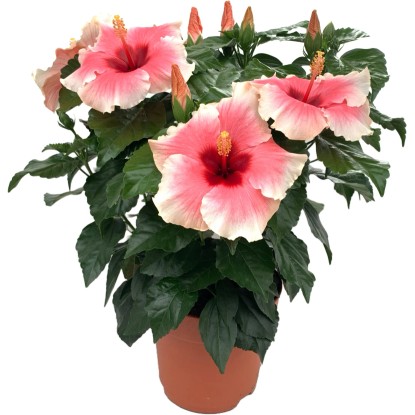 "Grace" kínai hibiszkusz 30-40 cm cserépátmérő 13 cm Hibiscus rosa-sinensis