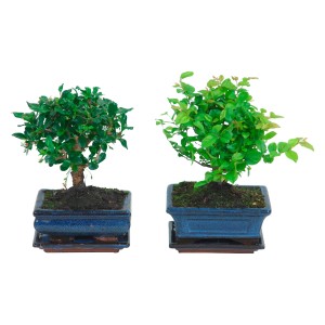 Két gömb alakú bonsai kék cserépben, kb. 15 cm Ø, szobai bonsai.