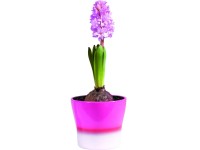 Jácint (Hyacinthus orientalis) 7 cm-es cserépben