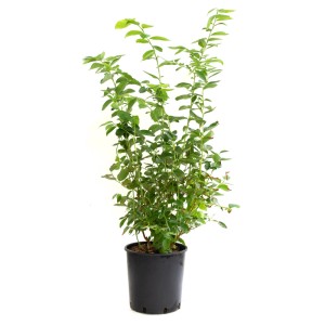 GROW by OBI áfonya 10 literes cserépben, kb. 50 cm magas, zöld levelekkel.