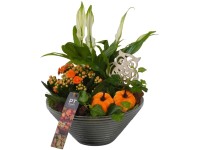 Őszi szobanövény-válogatás üvegedényben edény átmérője kb. 19 cm Őszi szobanövény-válogatás üvegedényben edény átmérője kb. 19 cm
