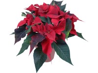 Mikulásvirág piros cserépátmérő kb. 13 cm