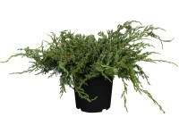 OBI törpe boróka OBI törpe boróka