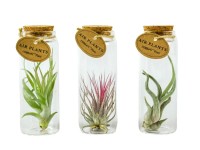 Szakállbromélia üvegcserépben cserépátmérő kb. 5 cm Tillandsia