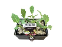 Brokkoli 6-os tál gyökérbojt kb. 2 x 2 cm Brassica