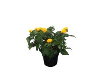 Sétányrózsa Lantana camara 12 cm Sétányrózsa Lantana camara 12 cm
