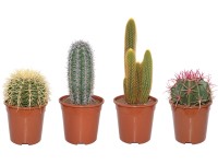 Tenerifei kaktusz válogatás cserépátmérő kb. 17 cm Tenerifei kaktusz válogatás cserépátmérő kb. 17 cm