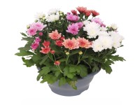 Krizantém Krizantém