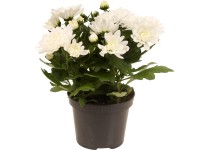 Krizantém kétvirágú fehér mag. 20-30 cm cserépátmérő 12 cm Chrysanthemum indicum Krizantém kétvirágú fehér mag. 20-30 cm cserépátmérő 12 cm Chrysanthemum indicum