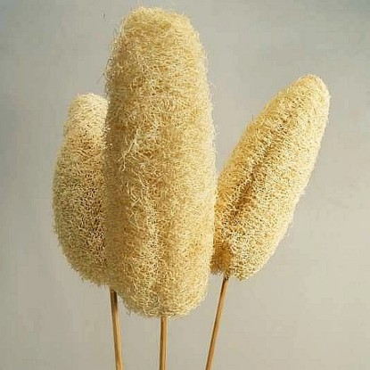 Száras luffa dekor növény Fehér